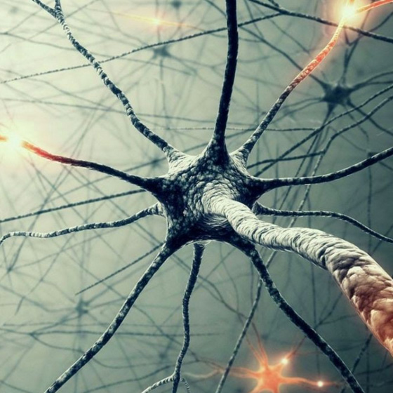 LISA WILTER-NEURON-MODALITIES