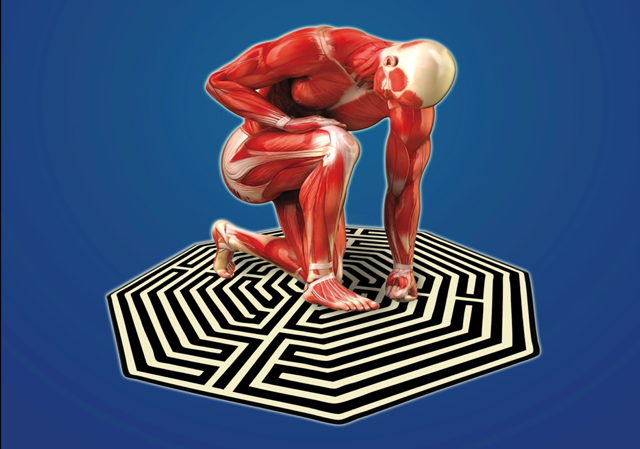 Connectivology-kinesiology-cape town